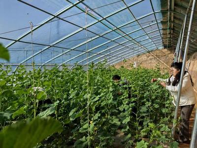 華池農(nóng)業(yè) 技術(shù)人員為設(shè)施蔬菜生產(chǎn)“開(kāi)良方”，科技助力綠色高效發(fā)展